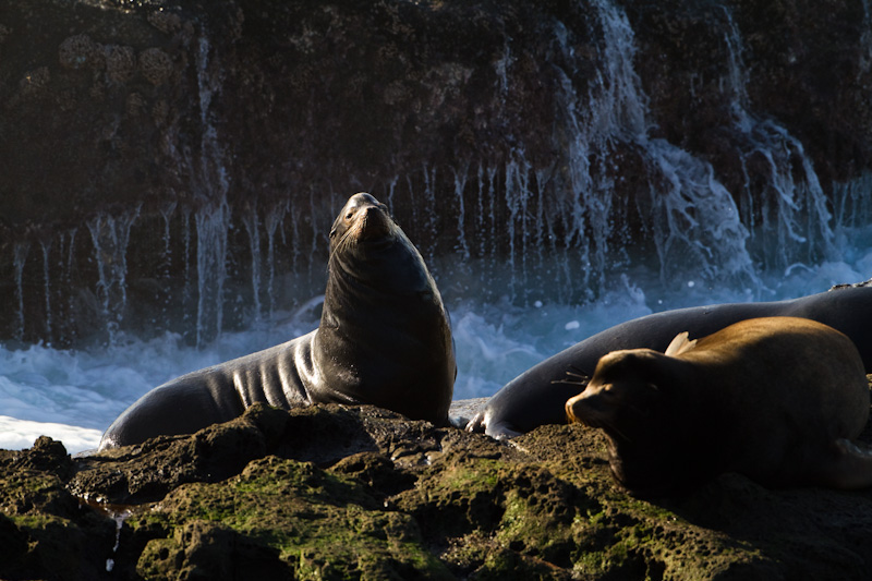 California Sea Lion